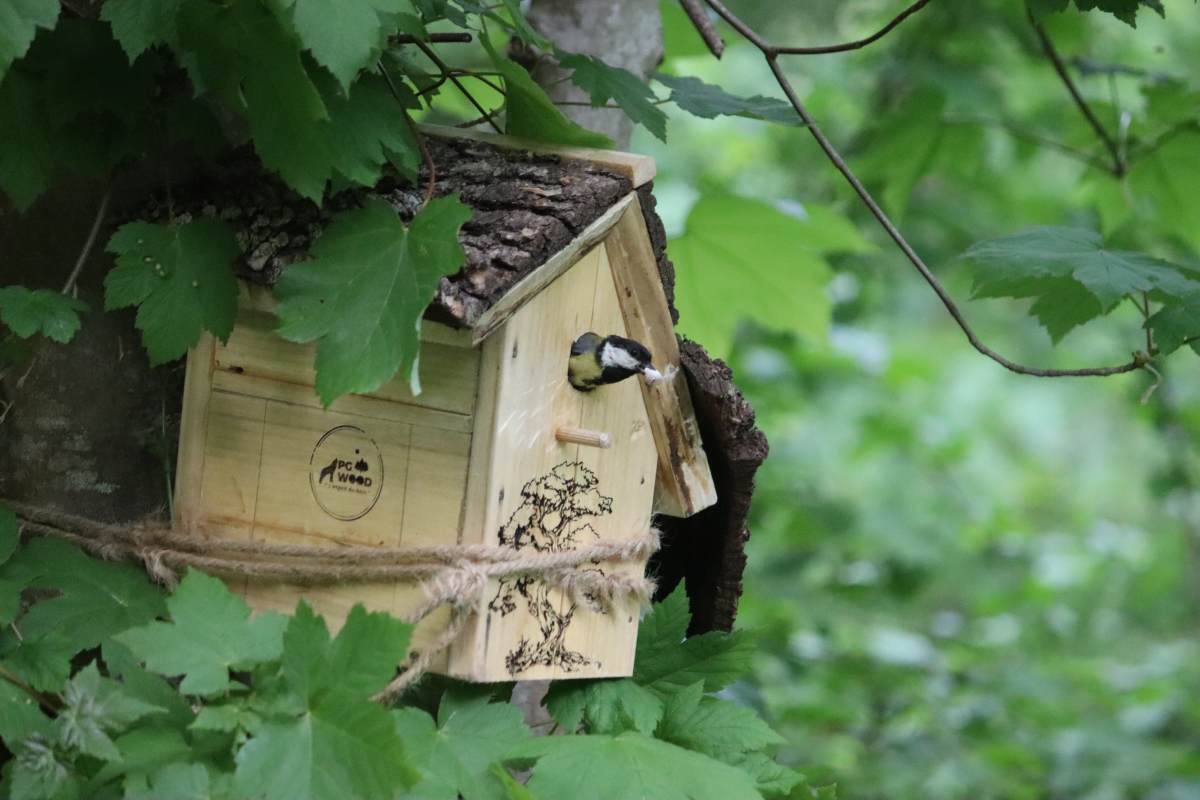 Une mésange à l’entrée d’un nichoir PG WOOD, installé dans un arbre