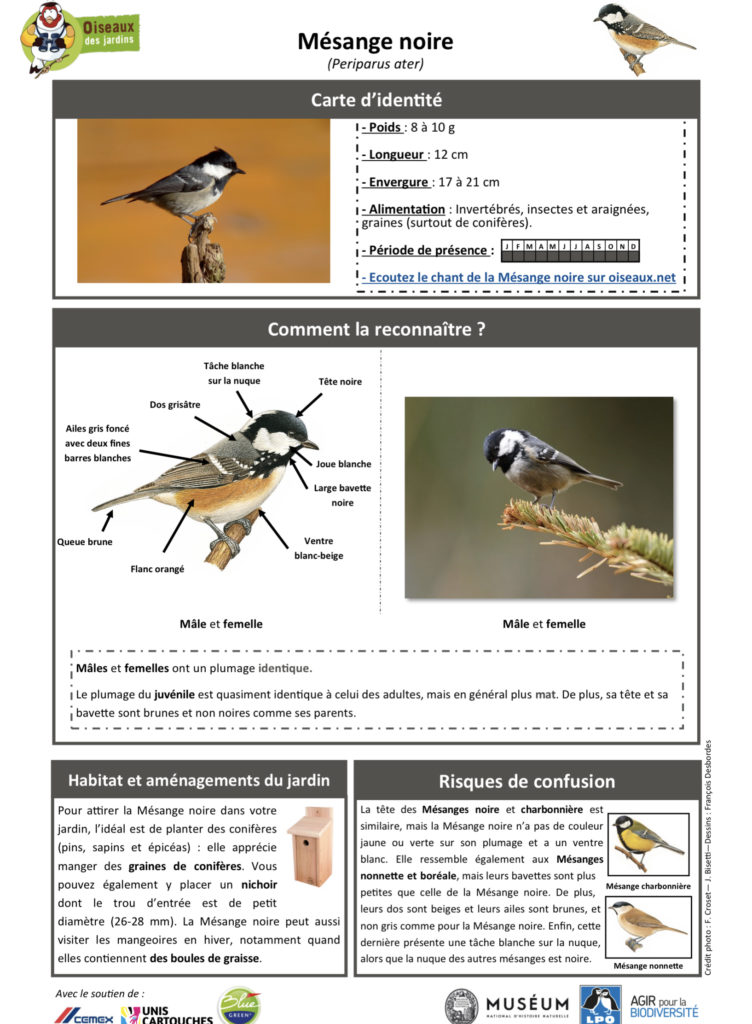 Mésange noire