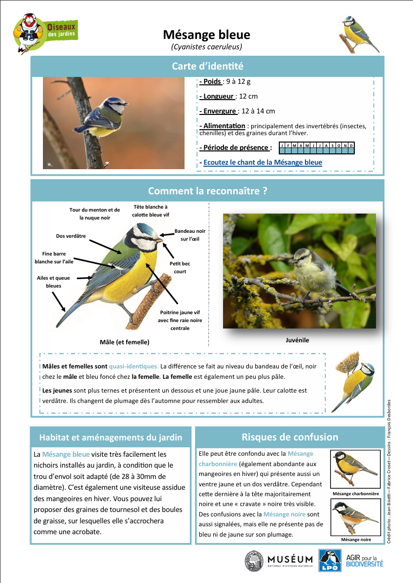 Mésange bleue