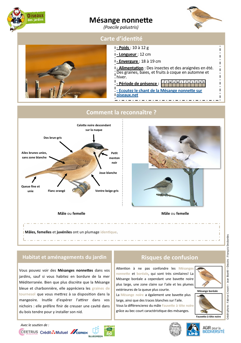 Mésange nonnette
