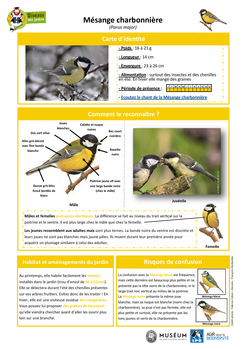 Mésange charbonnière