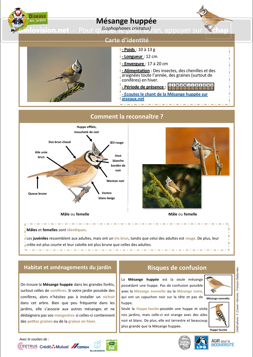 Mésange huppée